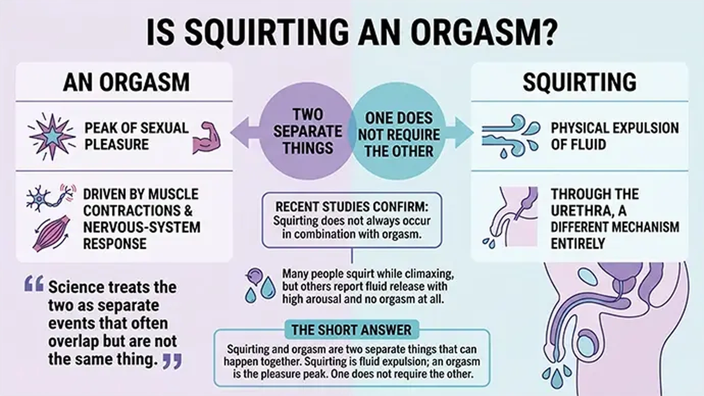 Diagram explaining whether squirting is an orgasm showing fluid release and the pleasure peak as separate events